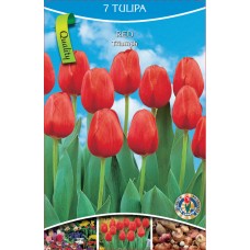 KN Tulip Triumph Red